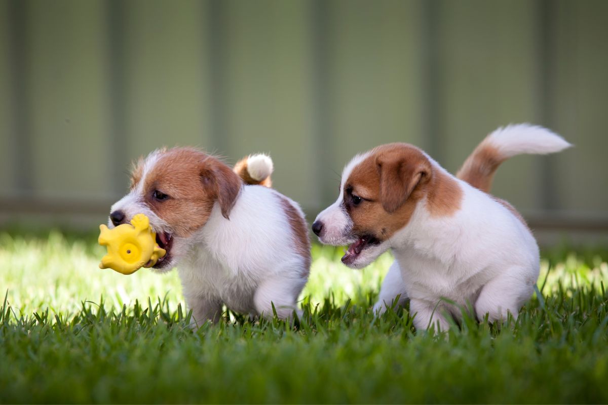 Puppy Play Dates: Making New Furry Friends The Fun & Safe Way