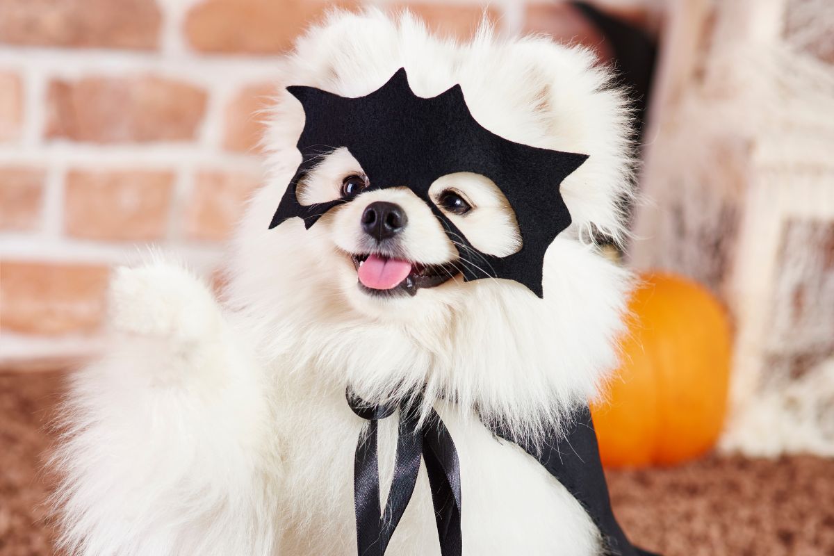 puppy halloween costumes 2025