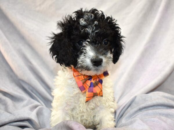 [#86] Checkers - Black and White Male Cockapoo F1b Puppies for Sale
