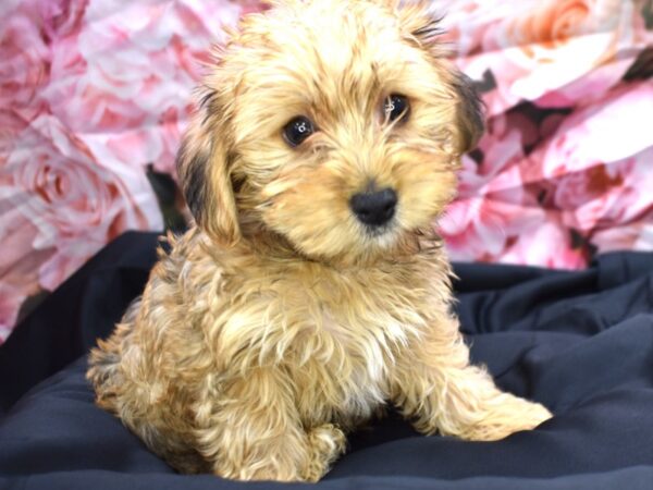 [#100] Toast - Apricot Male Yorkiepoo Puppies for Sale