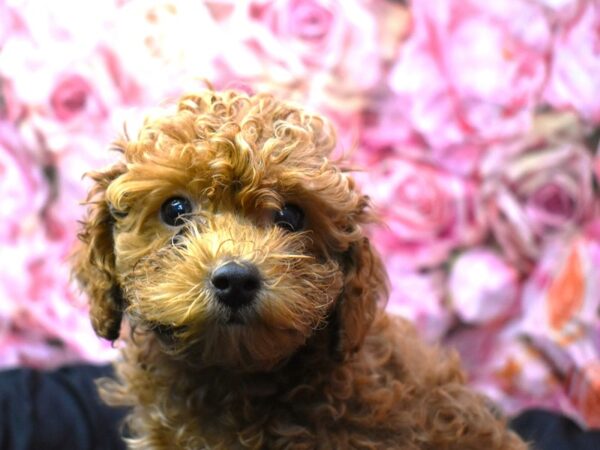 Miniature Poodle-Dog-Female-red-109-Petland Alpharetta, Georgia