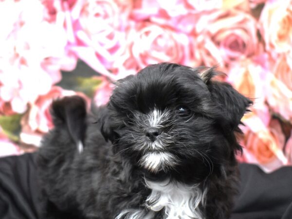 Malshi Dog Female blk & wh 103 Petland Alpharetta, Georgia