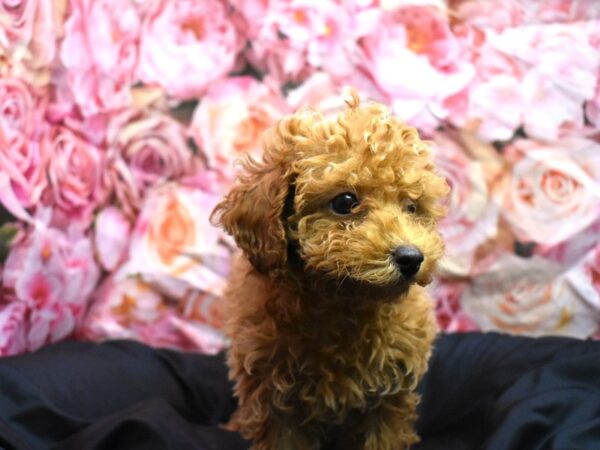 Miniature Poodle-Dog-Female-red-110-Petland Alpharetta, Georgia