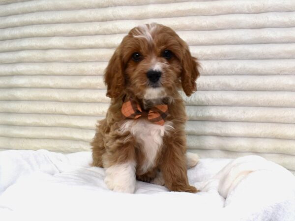 Cavapoo Dog Male apricot 111 Petland Alpharetta, Georgia