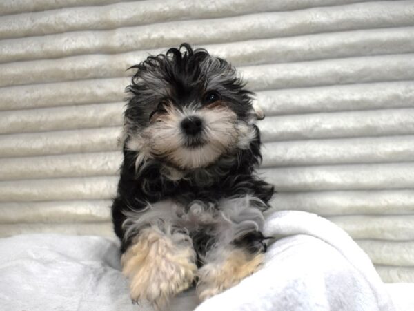 [#113] Gumdrop - Black and Tan Female Morkie Puppies for Sale