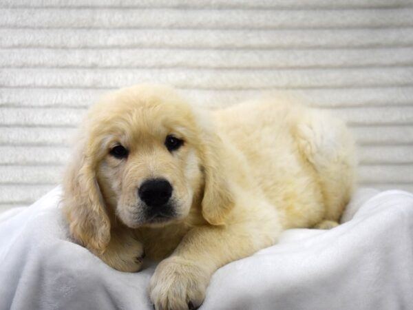 Golden Retriever Dog Male Light Golden 124 Petland Alpharetta, Georgia