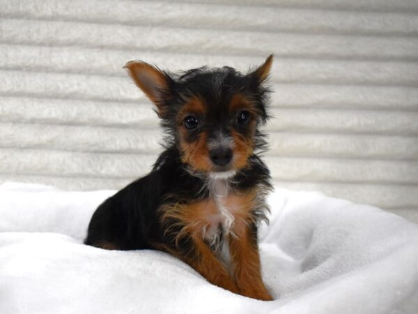 [#129] Romeo - Male Yorkshire Terrier Puppies for Sale