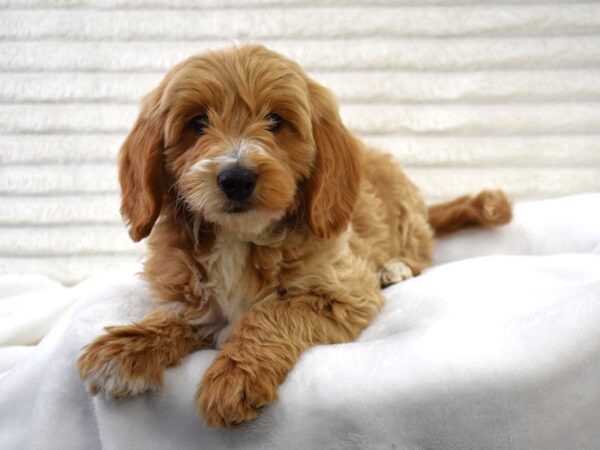 [#125] Gene - red Male Miniature Goldendoodle Puppies for Sale