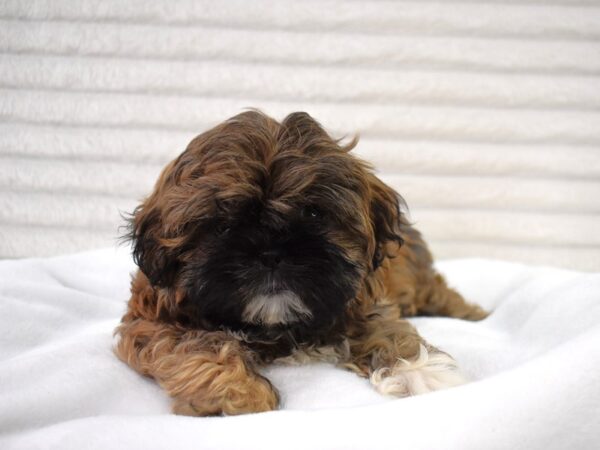 [#130] Wolfgang - Male Shih Tzu Puppies for Sale
