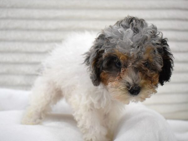 [#132] Dandelion - Blue Merle Female Miniature Poodle Puppies for Sale