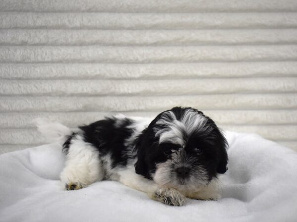 [#135] Tulip - blk & wh Female Teddy Bear Puppies for Sale