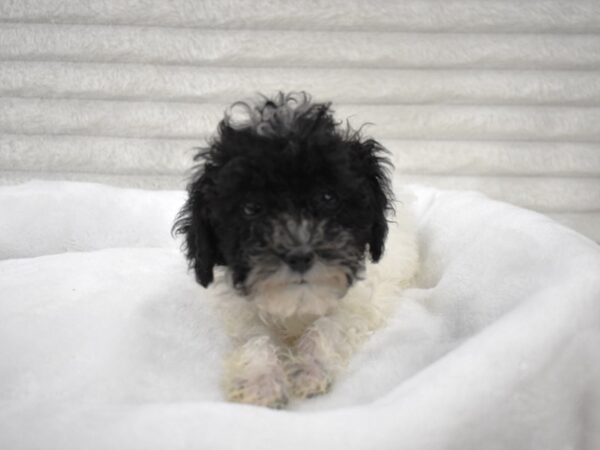 [#133] Sweet Pea - Black Parti Female Miniature Poodle Puppies for Sale
