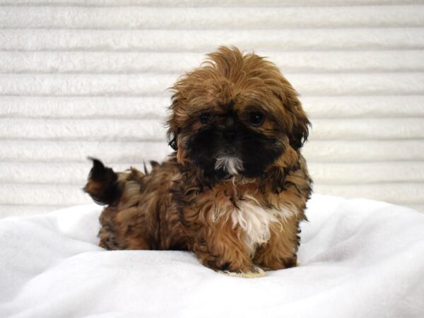 [#131] Meadow - Female Shih Tzu Puppies for Sale
