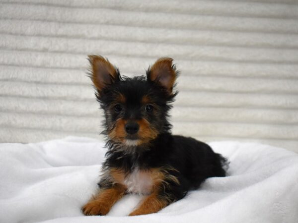 [#128] Cheeto - Male Yorkshire Terrier Puppies for Sale