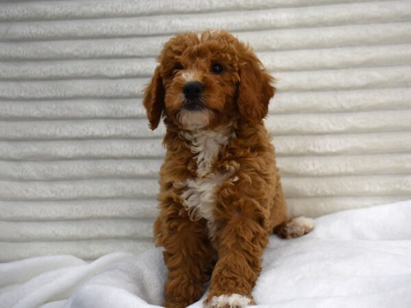 [#127] Tina - red Female Miniature Goldendoodle Puppies for Sale