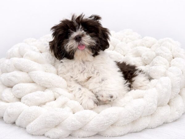 [#134] Donut - chlt & wh Male Teddy Bear Puppies for Sale