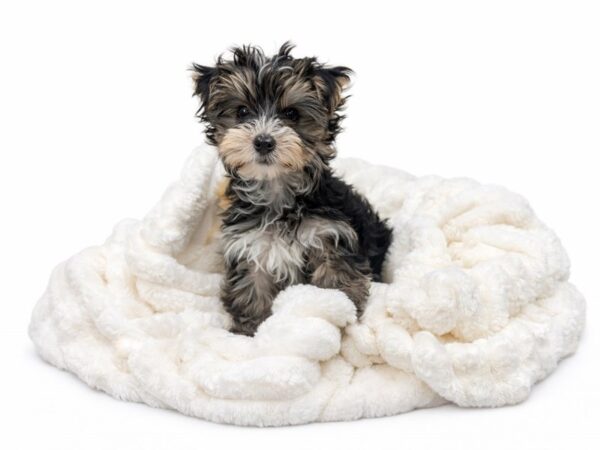 [#139] Melody - Black and Tan Female Morkie Puppies for Sale