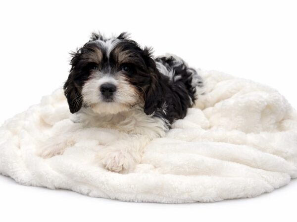 [#136] Blackjack - Black and Tan Male Cavachon Puppies for Sale