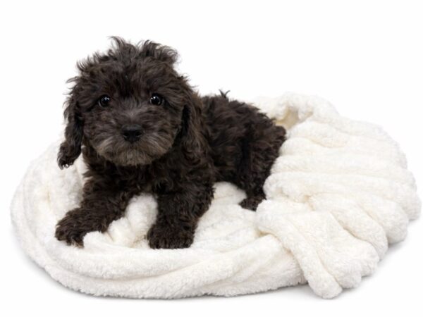 [#123] Cricket - Blue Merle Female Bichon Poo Puppies for Sale