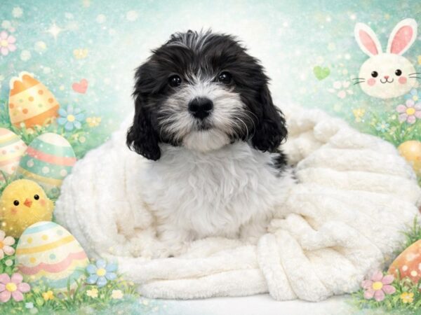 [#122] Cookie Dough - Black and White Female Teddy Bear Puppies for Sale