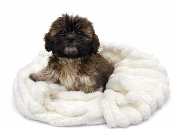 [#120] Caramel - Red Female Shih Tzu Puppies for Sale