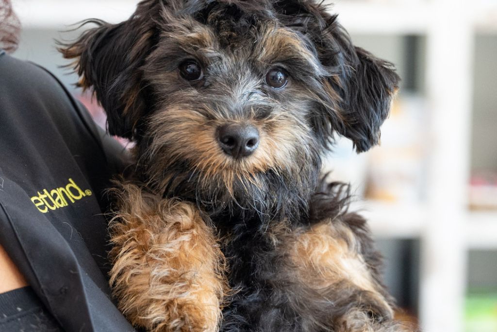 Pet Store Banner