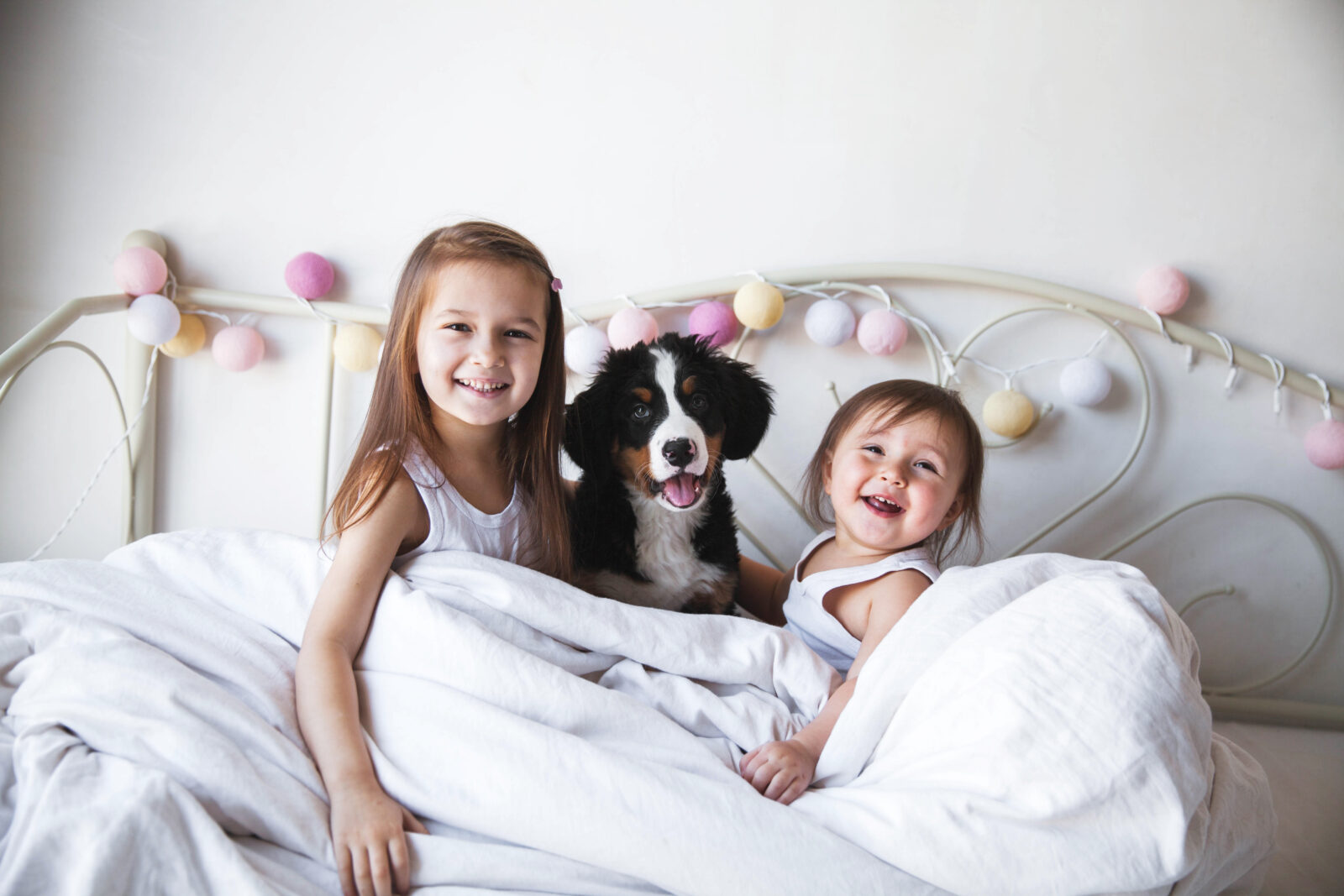 Discover Your Ideal Puppy Match banner